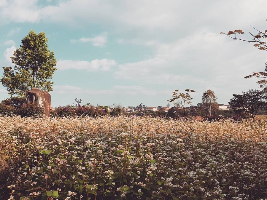 Đà Lạt cũng có cánh đồng hoa tam giác mạch