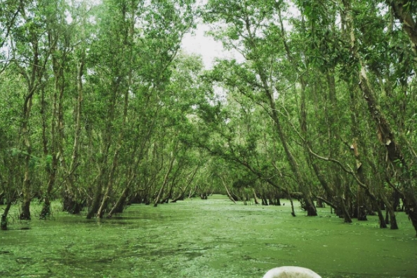 Những rừng tràm miền Tây hút khách mùa nước nổi