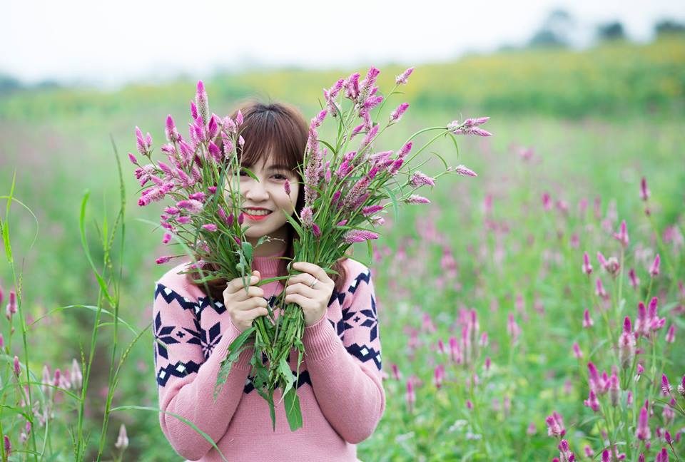 Cánh đồng hoa mào gà khoe sắc ở Nghệ An