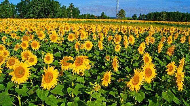 Trào lưu chụp ảnh với hoa hướng dương làm say đắm mọi lứa tuổi