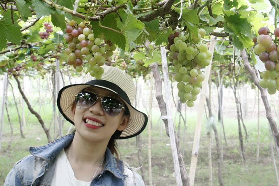 Vườn nho chín lúc lỉu ở Ninh Thuận