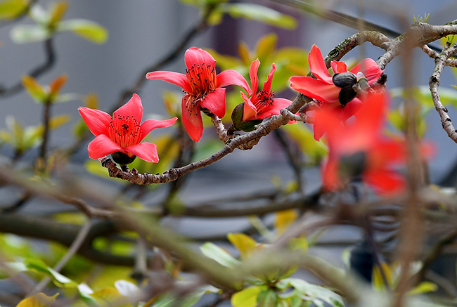 Mùa hoa gạo khiến lòng người xao xuyến