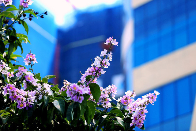 Hè đã sang khi đường phố thấp thoáng màu tím của hoa bằng lăng