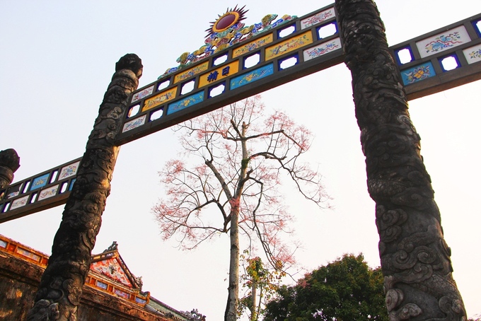 Cây ngô đồng khoe sắc trong Hoàng cung Huế