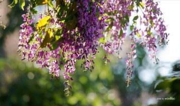 Sơn Trà bừng sáng với màu hoa tím của hoa thàn mát