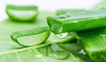 Công dụng tuyệt vời của nha đam trong làm đẹp