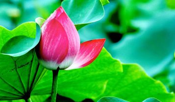 Hoa sen chống lão hóa, đẹp da, mượt tóc