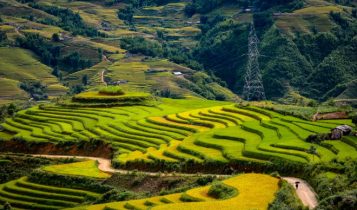 Y Tý mùa lúa chín