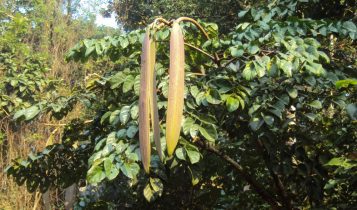 Núc nác: thanh nhiệt, tiêu viêm
