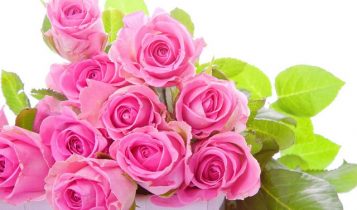 Ýnghĩa của mỗi loài, cách trồng, chăm sóc và trang trí tại nhà