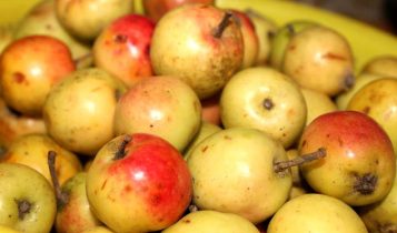 Táo mèo phòng chống tăng huyết áp