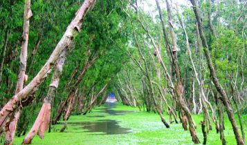 Khám phá vẻ đẹp thiên nhiên mùa nước nổi rừng tràm Trà Sư