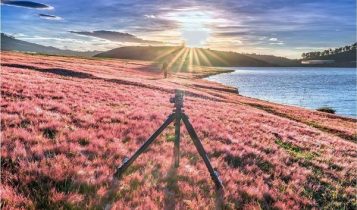 Đà Lạt mùa cỏ hồng khoe sắc