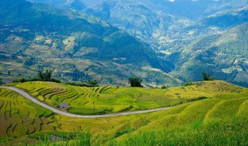 Ngắm trọn vẹn mùa lúa vàng Y Tý