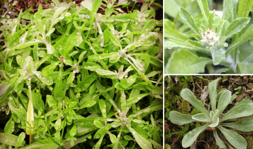 Trị ho hen cảm lạnh nhờ rau khúc