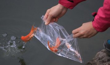 Ngày ông Công ông Táo thả cá chép thế nào cho ý nghĩa, linh thiêng?