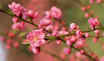 Dưỡng da với các loài hoa mùa xuân