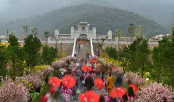 Lễ hội hoa Anh đào – Mai vàng Yên Tử 2019 chào đón ngày Quốc tế Phụ nữ 8/3