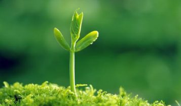 Nuôi dạy con cái theo Lời Phật dạy