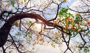 Thời tiết Hà Nội hửng nắng