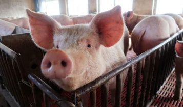 Giá heo hơi 7/5: Giá heo miền Bắc tiếp tục giảm, miền Nam xuất hiện dịch ở Đồng Nai