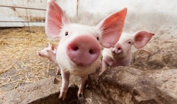 Giá heo hơi 17/5: Cả 3 miền lại tiếp tục giảm