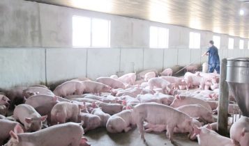 Giá heo hơi 23/5: Cả nước đều bị biến động do dịch tả lợn châu Phi