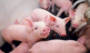 Giá heo hơi 28/5: Tất cả 3 miền đều lao dốc