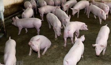 Giá heo hơi 29/5: Miền Bắc và miền Nam tiếp tục giảm
