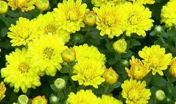 Bài thuốc trị tăng huyết áp