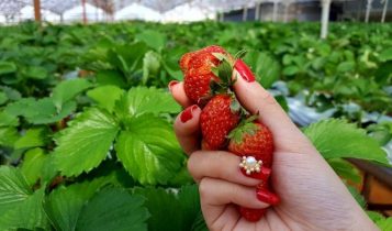 Vitamin, khoáng chất, và thực phẩm giúp móng tay đẹp