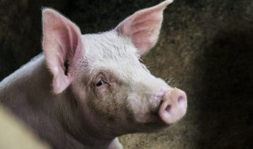 Giá heo hơi 11/6: Miền Bắc tăng chóng mặt, miền Trung và miền Nam theo đà tăng