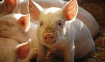 Giá heo hơi 12/6: Miền Bắc chững lại, miền Trung tăng nhẹ