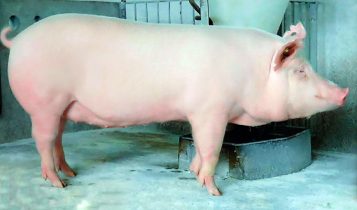 Giá heo hơi 13/6: Miền Bắc bắt đầu chững lại, miền Trung tăng chóng mặt