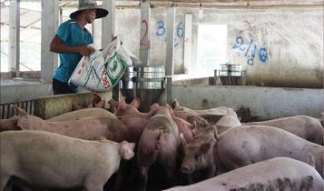 Giá heo hơi 15//6: Miền Bắc và miền Trung không có nhiều biến động