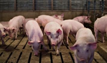 Giá heo hơi 23/6: Tại miền Bắc giá heo giảm liên tiếp