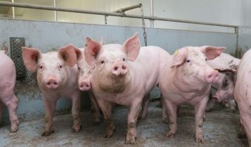 Giá heo hơi 25/6: Giảm ở cả 3 miền