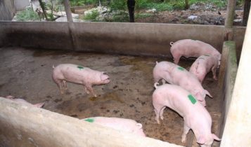 Giá heo hơi 27/6: Miền Bắc đã ổn định sau chuỗi ngày giảm