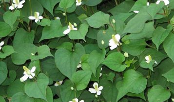 Diếp cá thần dược trị bách bệnh