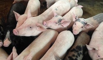 Giá heo hơi 28/6: Miền Bắc và miền Trung có sự tăng nhẹ