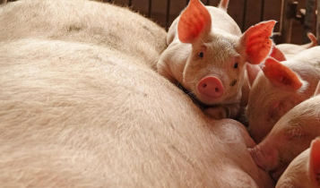 Giá heo hơi 3/7: Giảm mạnh ở cả 3 miền