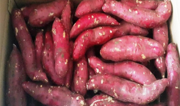 Những lợi ích của khoai lang mang lại