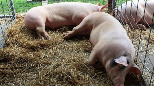 Giá heo hơi 7/7: Miền Nam lao dốc