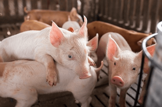 Giá heo tăng nhẹ ở nhiều nơi