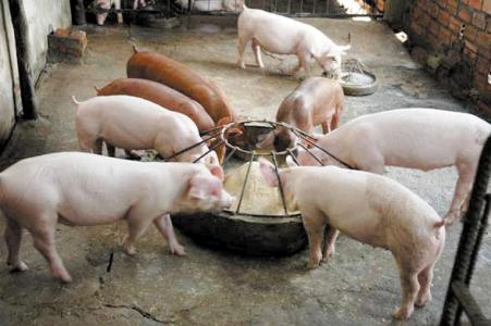 Giá heo hơi 17/7: Miền Bắc và miền Trung tiếp tục có dấu hiệu phục hồi