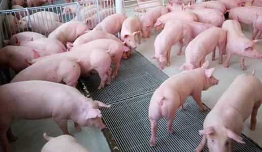 Giá heo hơi 20/7: Miền Bắc tiếp tục đi lên, miền Trung giảm, miền Nam ảm đạm