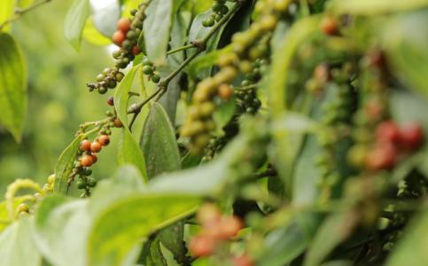 Giá tiêu 26/7: Bất ngờ giảm mạnh 500 – 1.000 đồng/kg