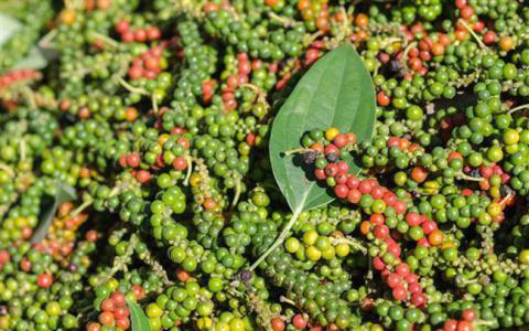 Giá tiêu 29/7: Vẫn tiếp tục đi ngang