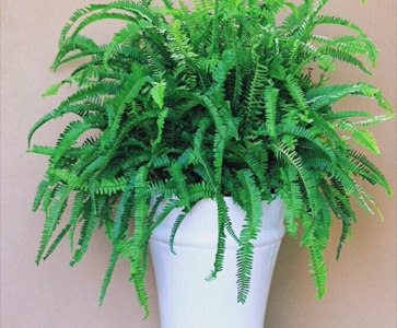 Công dụng của dương xỉ với làn da