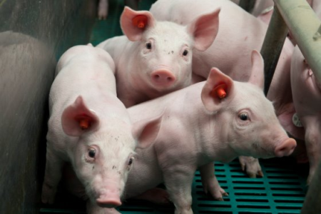 Giá heo hơi 30/7: Miền Bắc tiếp tục tăng giá, miền Nam giảm